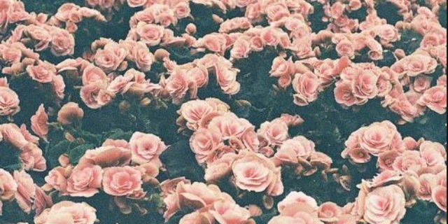 ViRoseHN's profile banner image