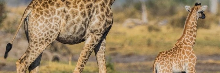 FlyBirdMorning's profile banner image