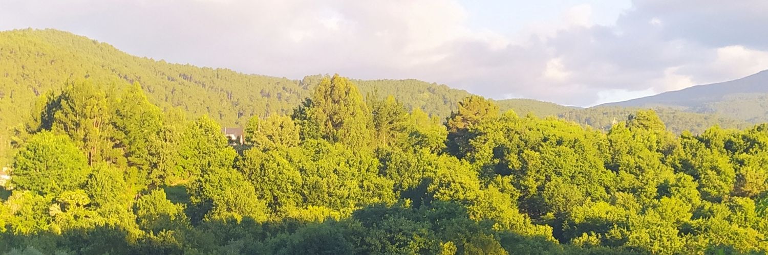 silvideva's profile banner image