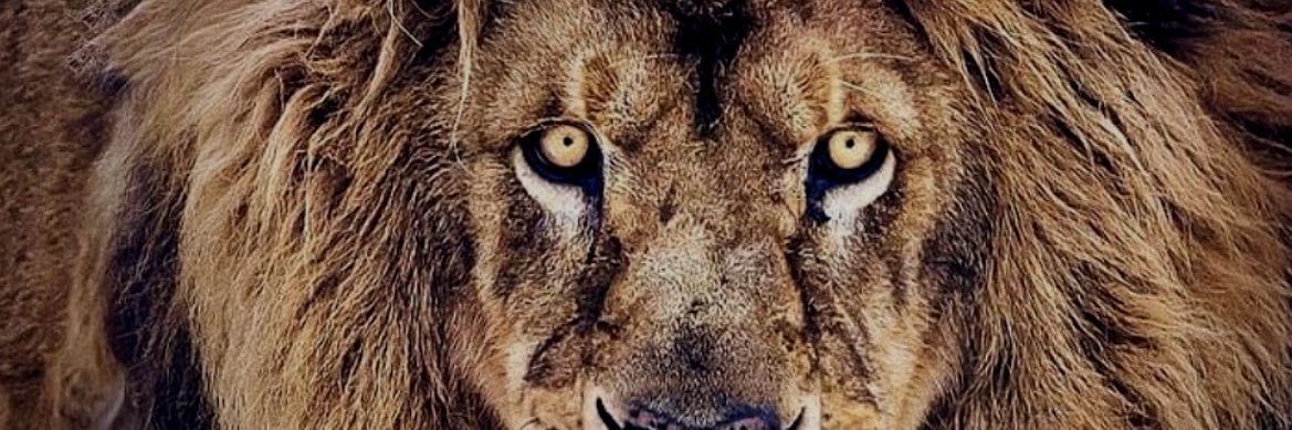 TheChanger banner