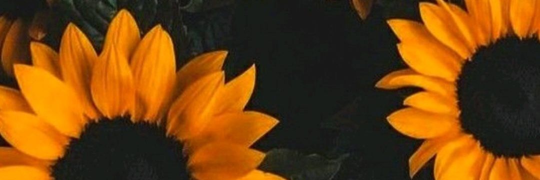 PencoRocio's profile banner image