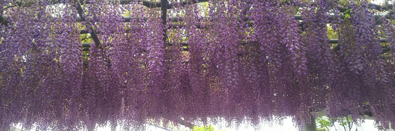 Sylvia.千明🎼🇬🇧🏴󠁧󠁢󠁥󠁮󠁧󠁿 banner