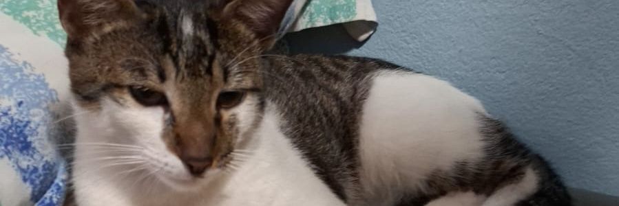 boavet86's profile banner image