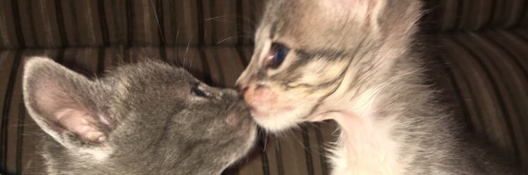 Alisilvera99's profile banner image