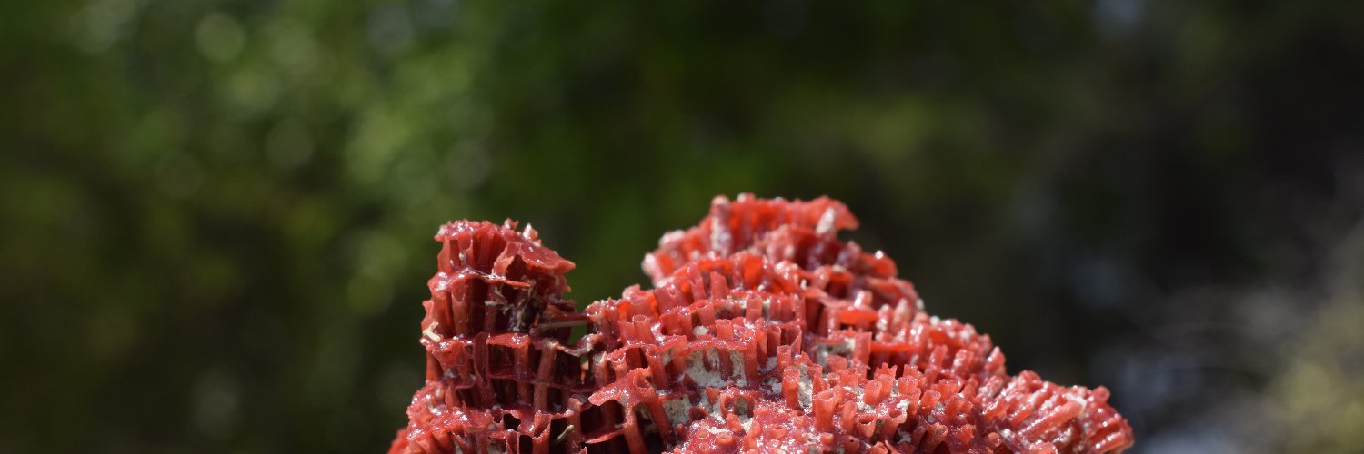 Carmina Barberena-Jonas 💛🍋🌻🌕✨ banner