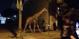 escaped_giraffe's profile banner image