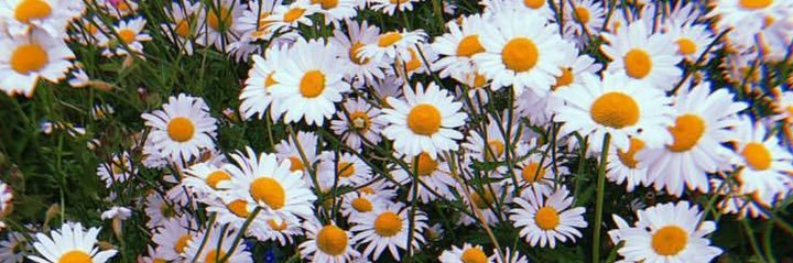 🌷✨ banner