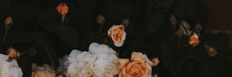 ❁ ℓιѕα banner