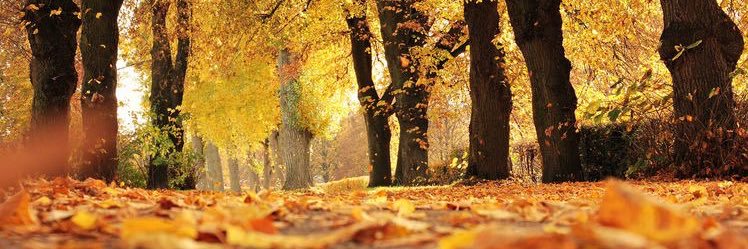 decorfan's profile banner image