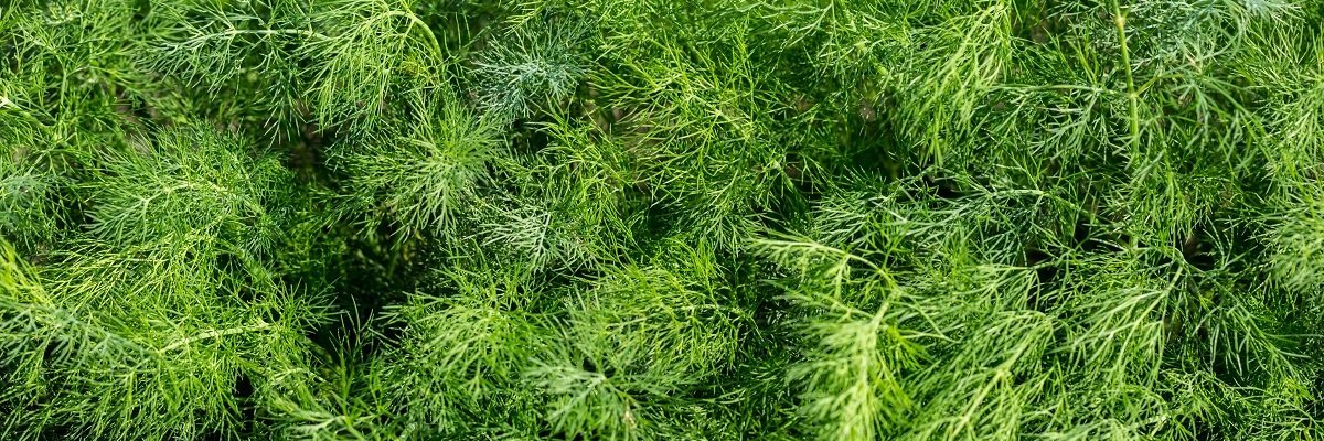 Олексій Миколайович banner