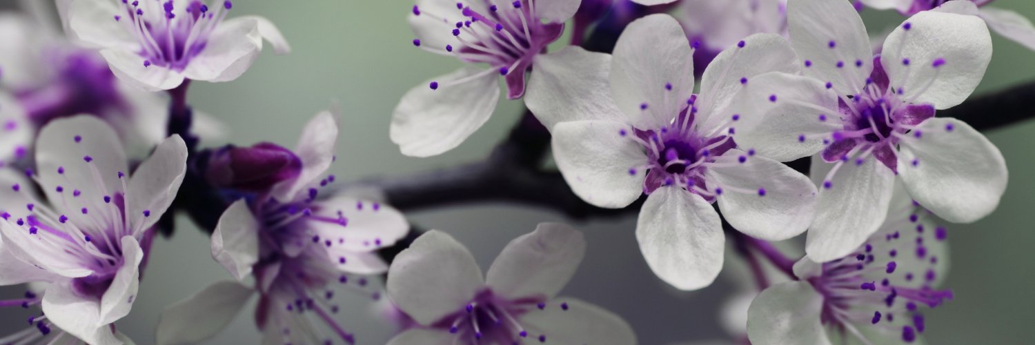 Violet_Catte's profile banner image