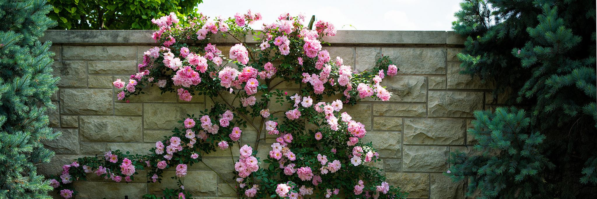 severina_aa's profile banner image