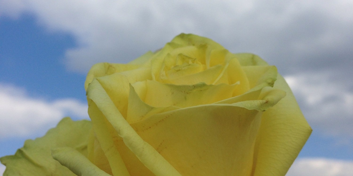 pdmittu's profile banner image
