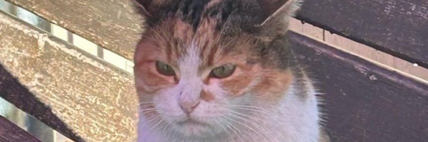 Morterlikk's profile banner image