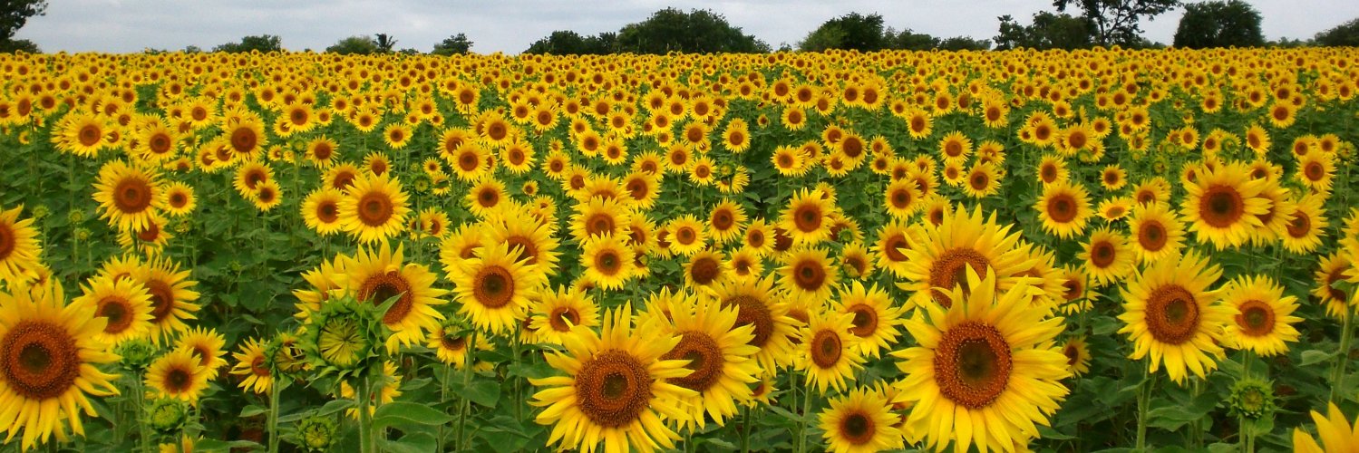 Toni Gladding banner