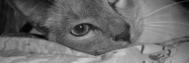 Pedro_lechugaF's profile banner image