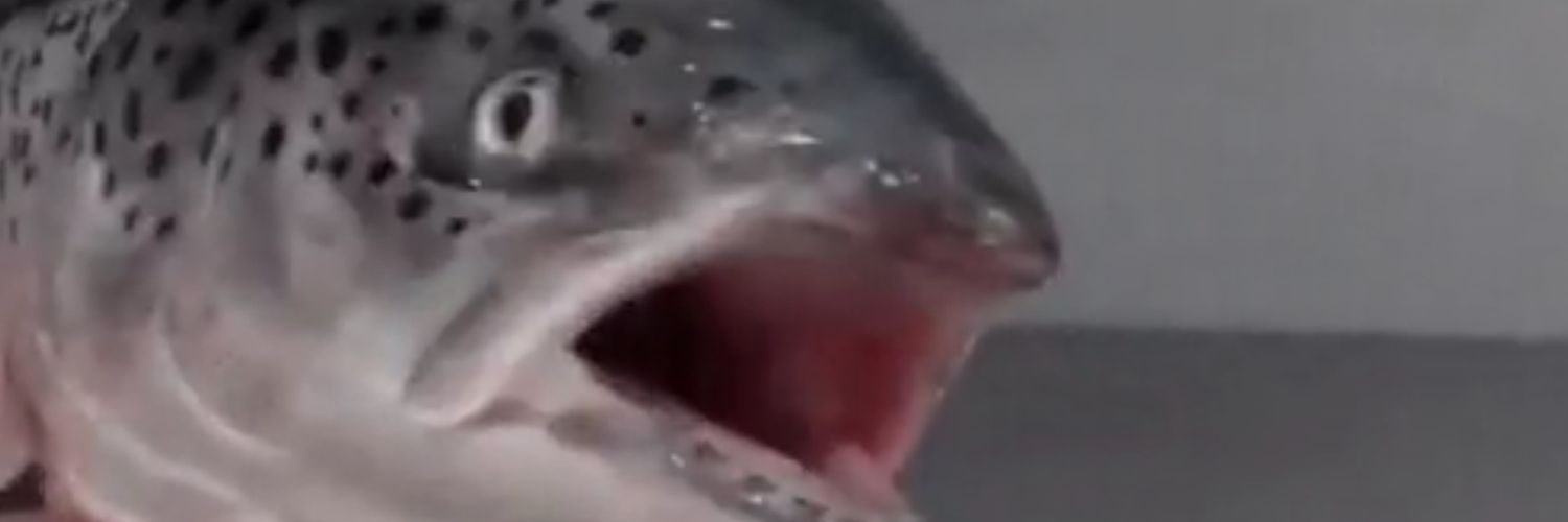 JustRaury's profile banner image