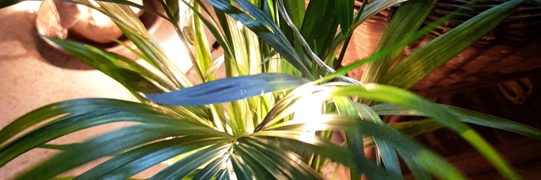 Horcruxy's profile banner image