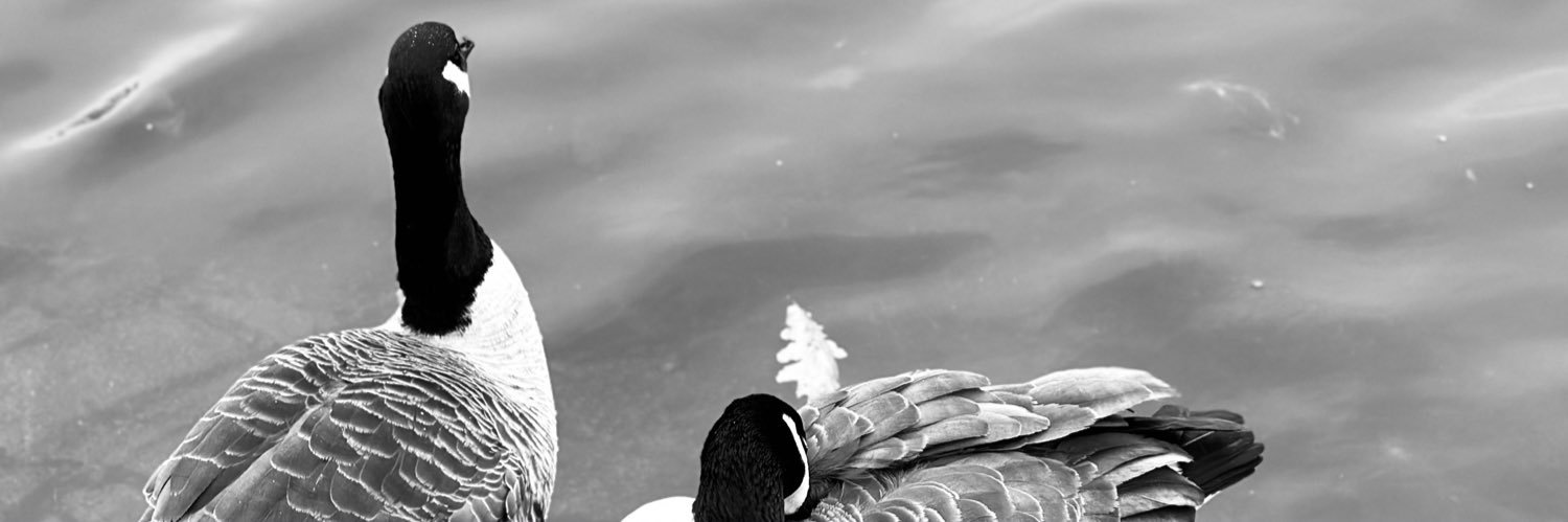 MGailoub's profile banner image