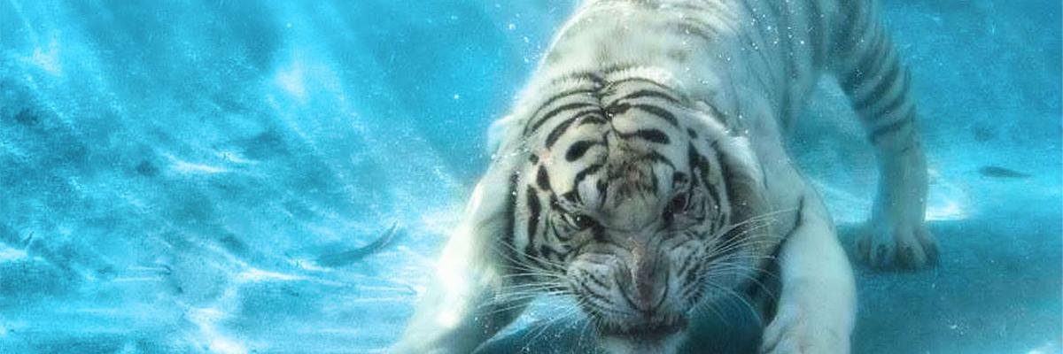 Борисов Леха banner