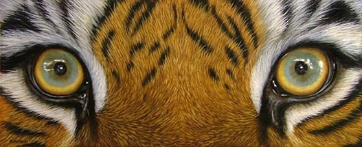 CageTheTiger's profile banner image