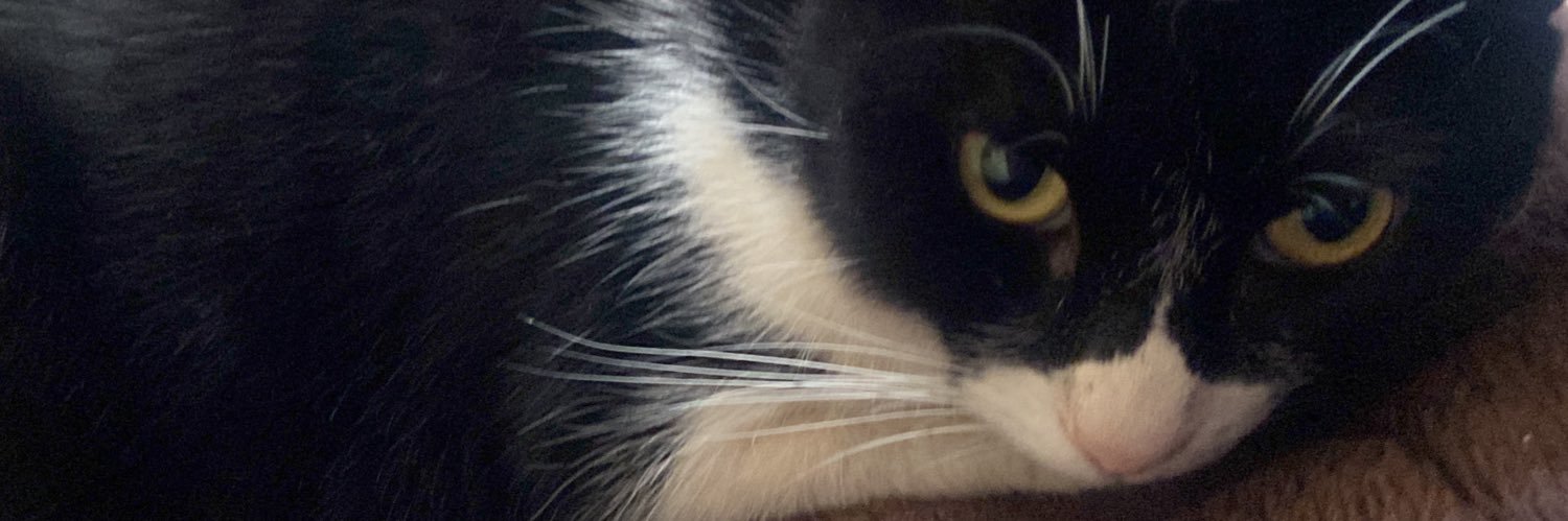 pamelitacabrer2's profile banner image