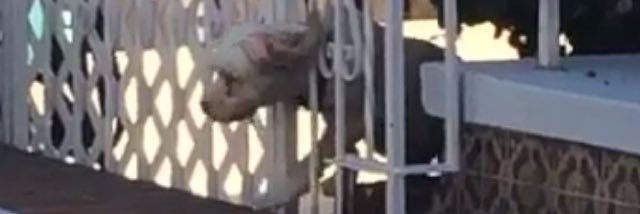 GrumpyDogR5's profile banner image
