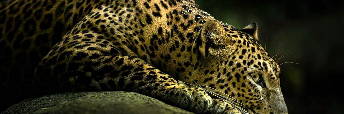 Петров Александр banner