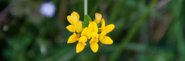 anabeonline Profile Banner