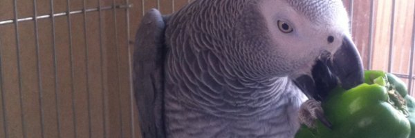 nu_taro3 Profile Banner