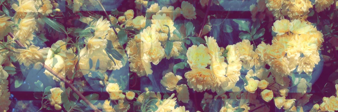 nolcha banner