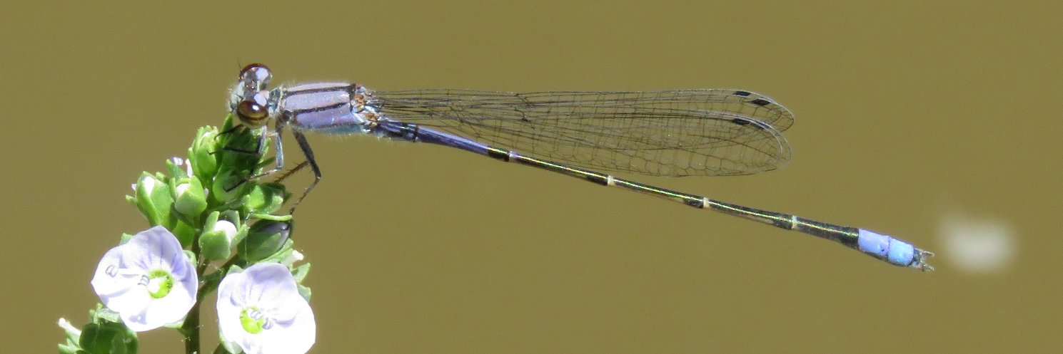 Michael Bogan banner