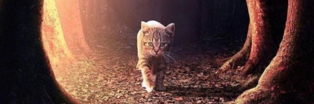 Alialmanei9's profile banner image