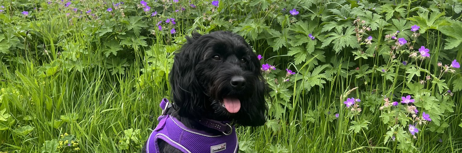 abigail smith banner