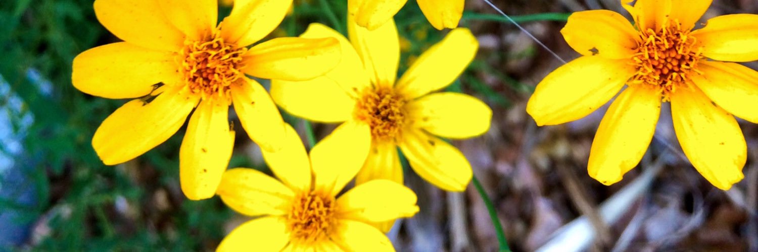 DebiH16's profile banner image