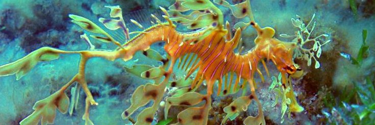 AMSA South Australia banner