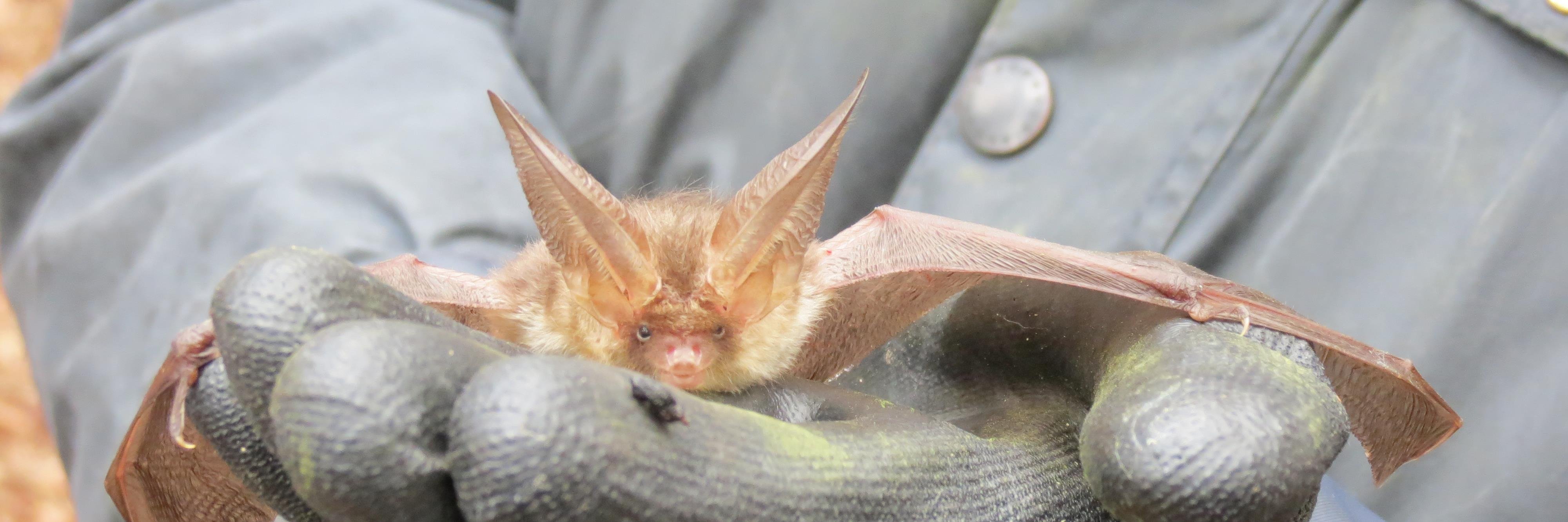 East Yorks Bat Group banner