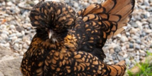 laurathehen's profile banner image