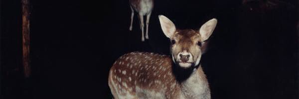 Penny Davenport banner