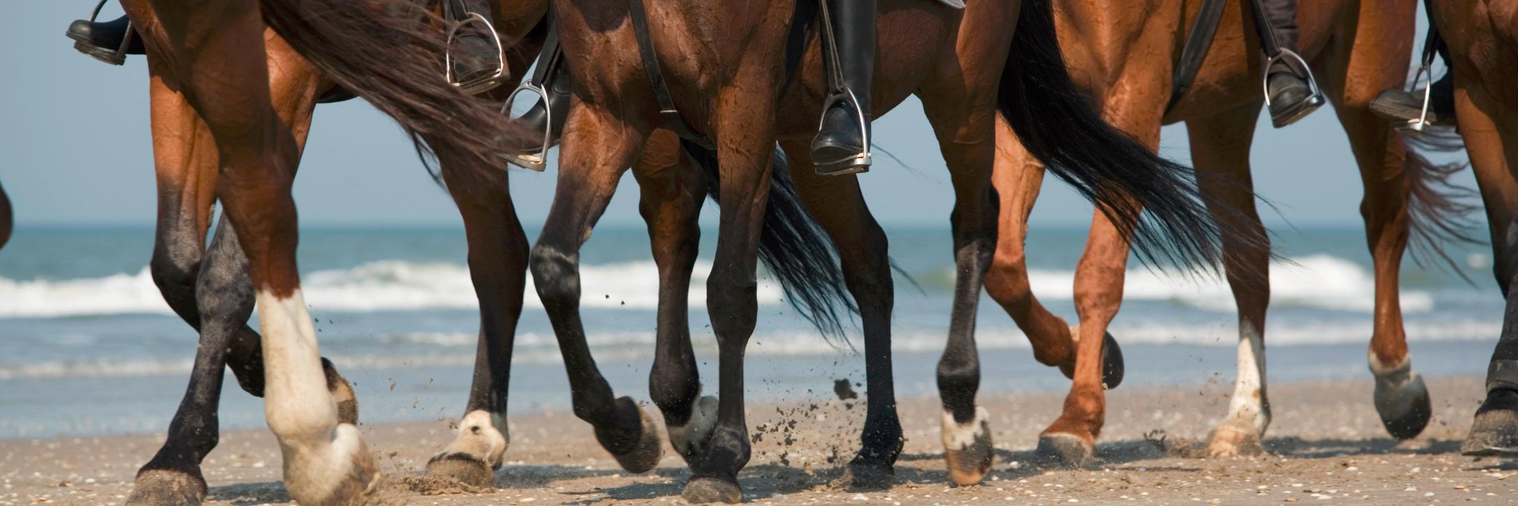 Equine Info Exchange banner