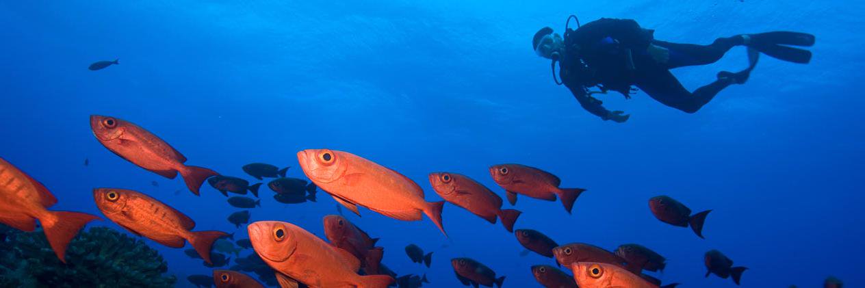 hendersondive's profile banner image