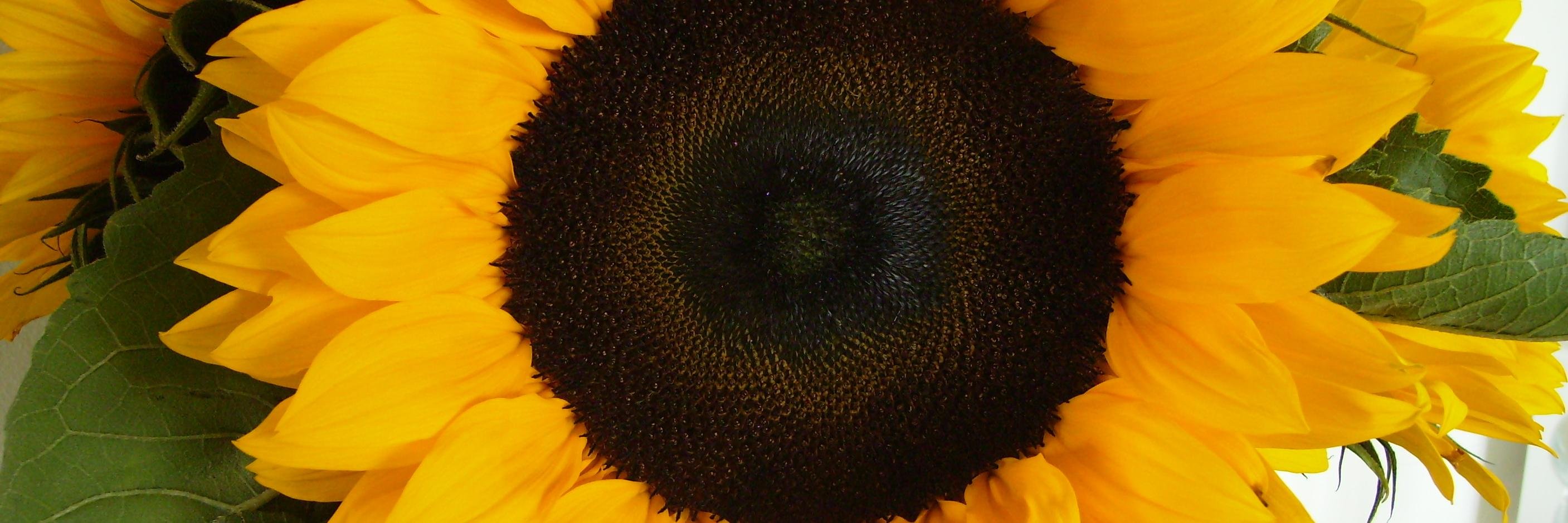 fleurmurray's profile banner image