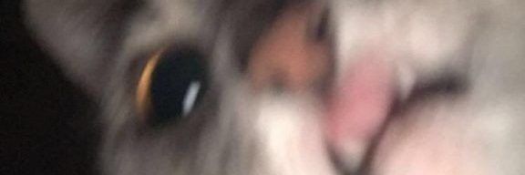 LailaERoa's profile banner image