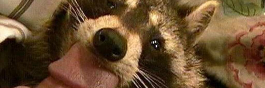 sapdiesel's profile banner image