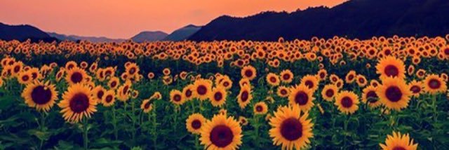 SarahGorman99's profile banner image