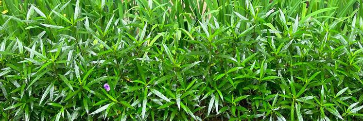 Gatau ah capek banner