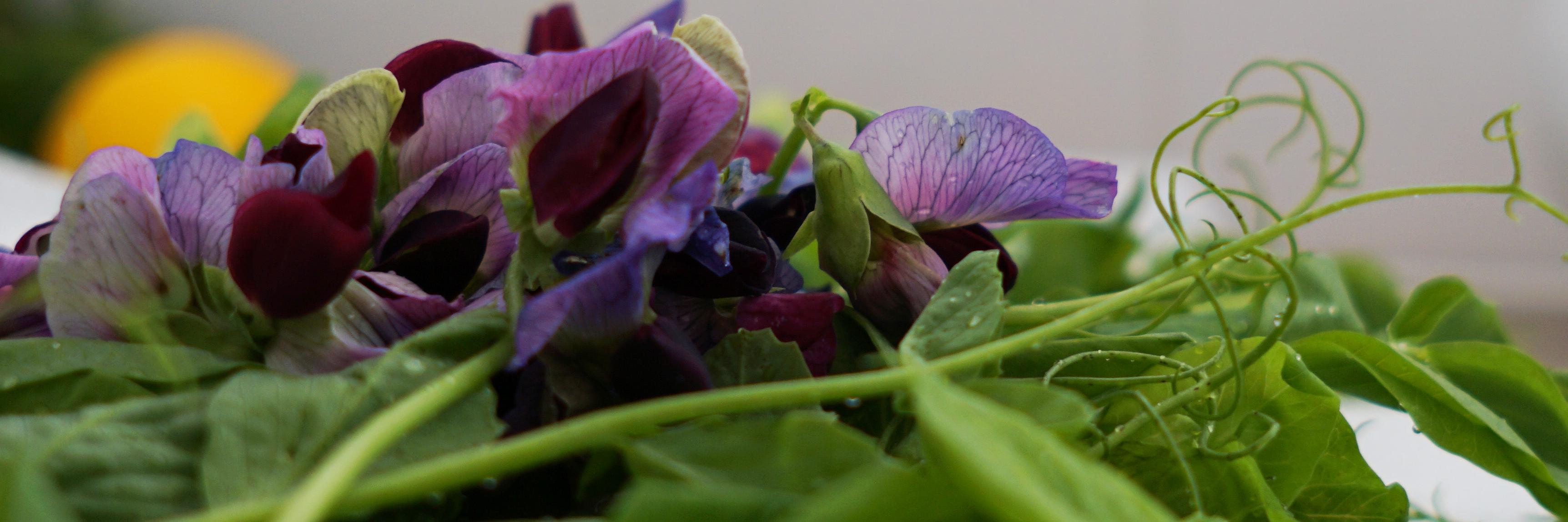 lovesthefeed's profile banner image