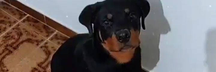 PeedroMerlim's profile banner image