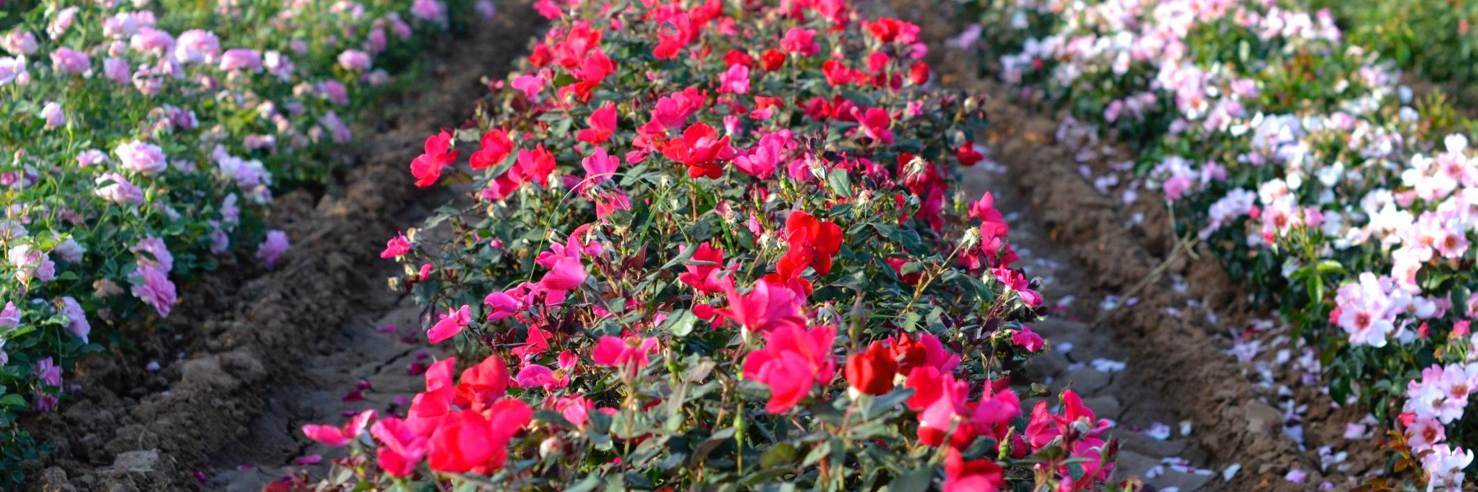 CertifiedRoses's profile banner image