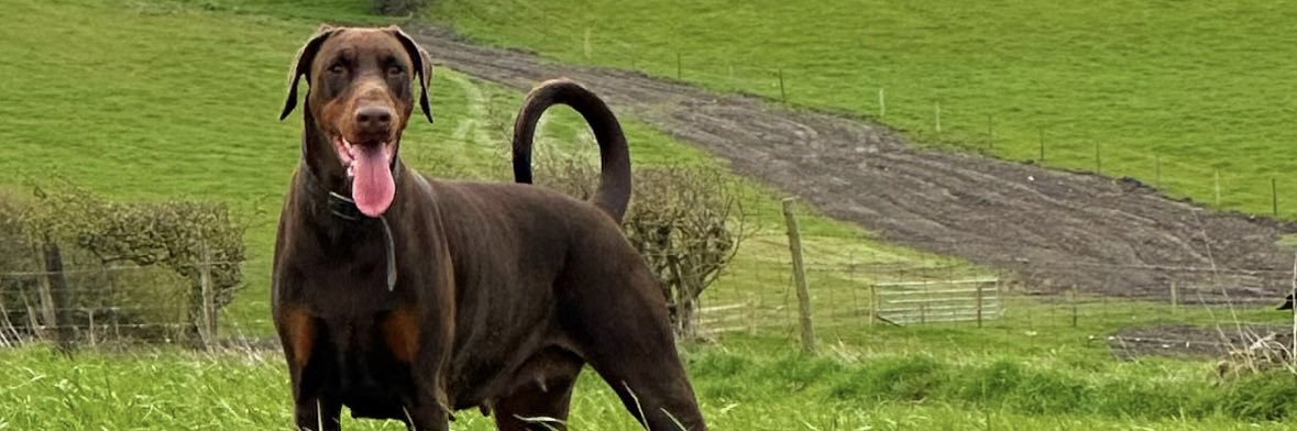 Reece banner